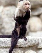 Binx the Monkey
