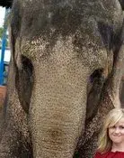 Tai the Elephant