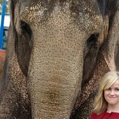 Tai the Elephant