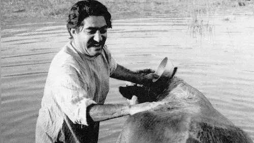 The Cow