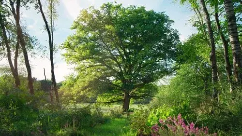 Heart of an Oak