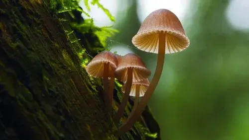 Fantastic Fungi