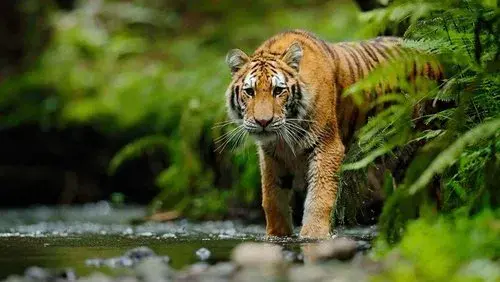 Jungle Animal Rescue