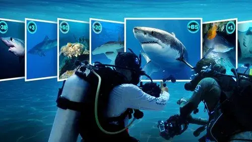 All the Sharks