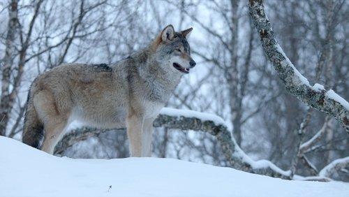 Winter's Hidden Wonders