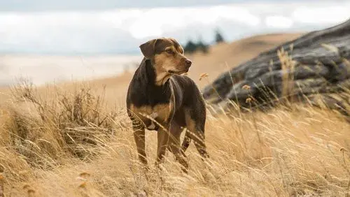 A Dog's Way Home