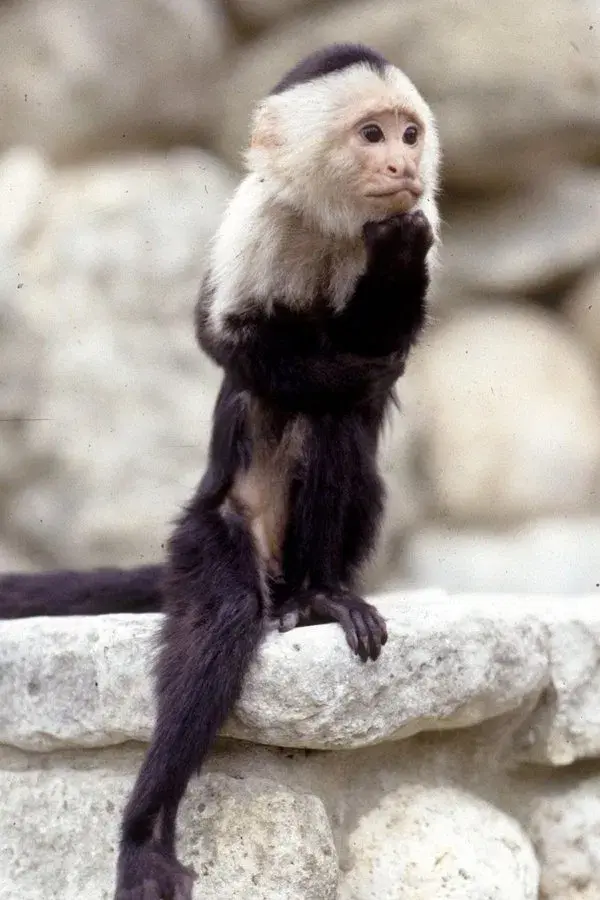 Binx the Monkey